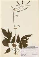 藏品(琉球山螞蝗)的圖片